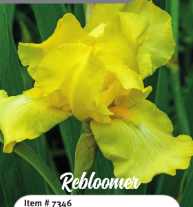 Harvest of Memories Rebloom Iris