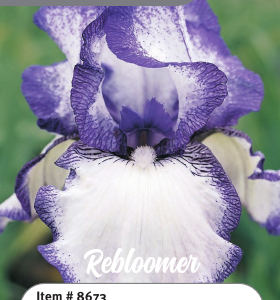 Hemstitched Rebloom Iris