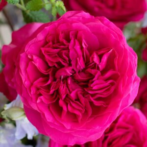 Hettie Garden Rose (12 Stems)