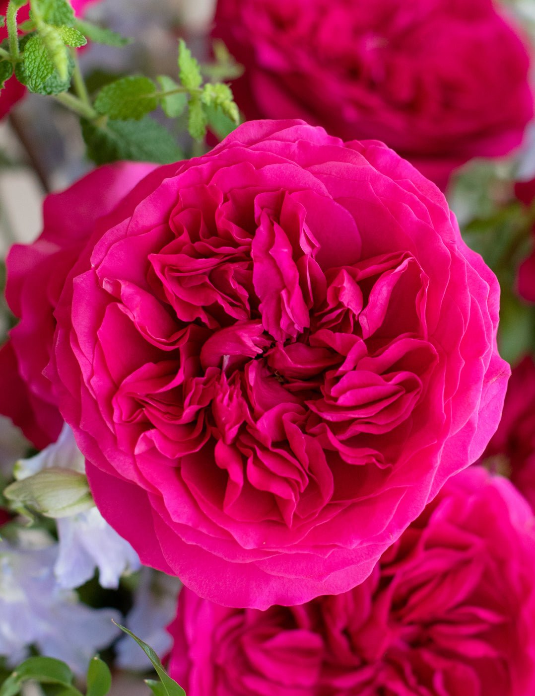 Hettie Garden Rose (12 Stems)