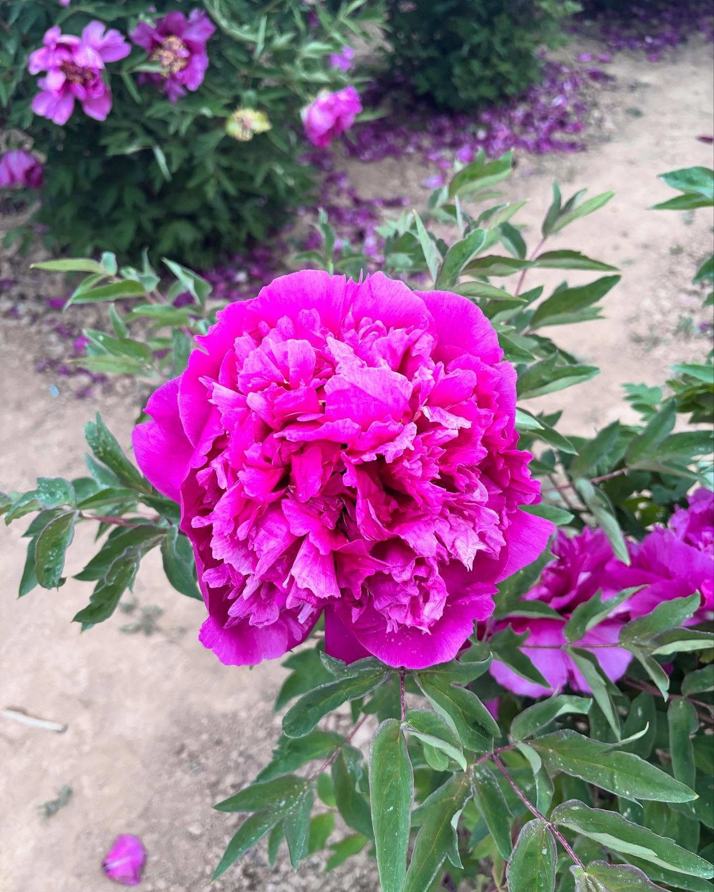 "Red crown jade beads" large flower tree peony - Image 2