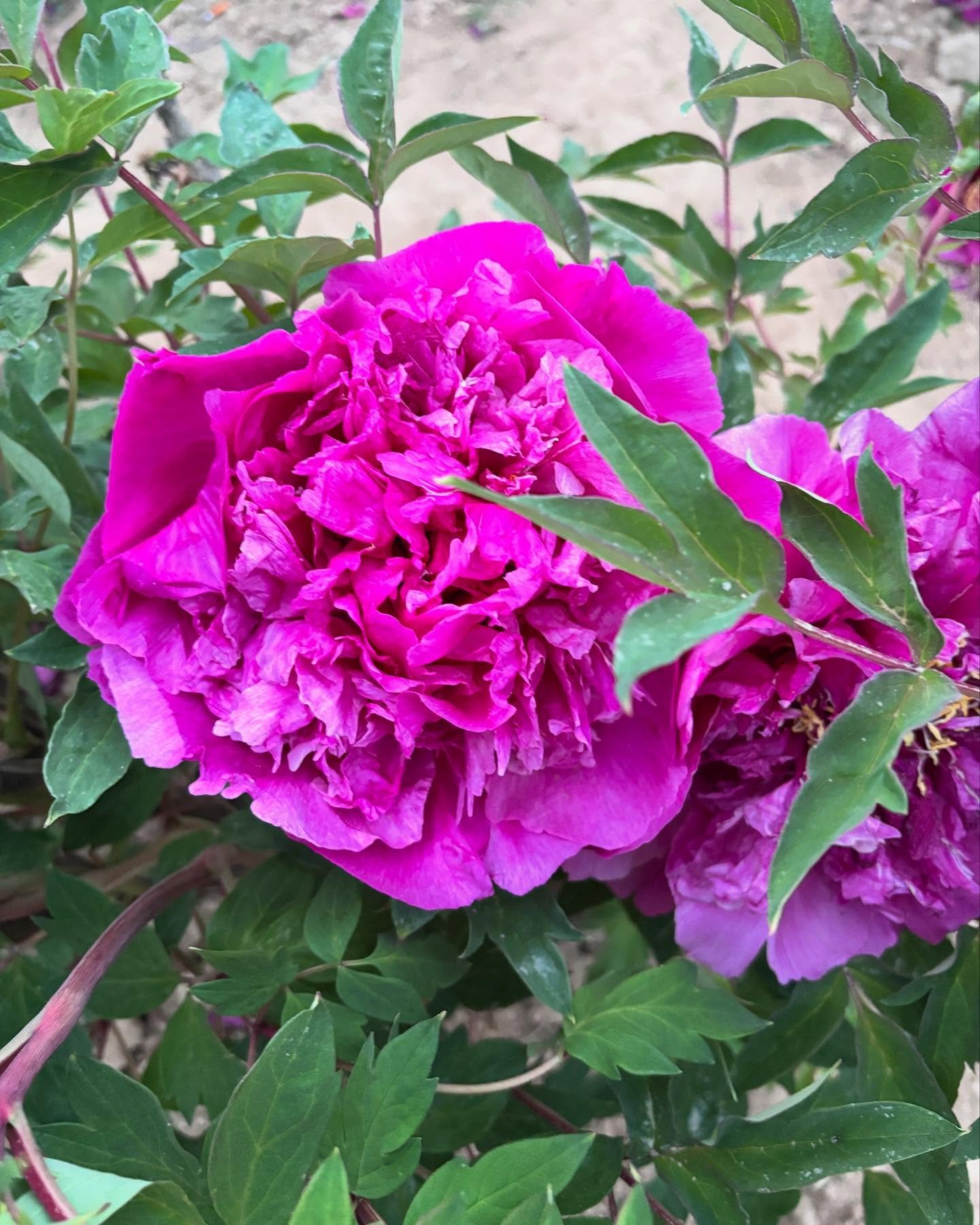 "Red crown jade beads" large flower tree peony - Image 3