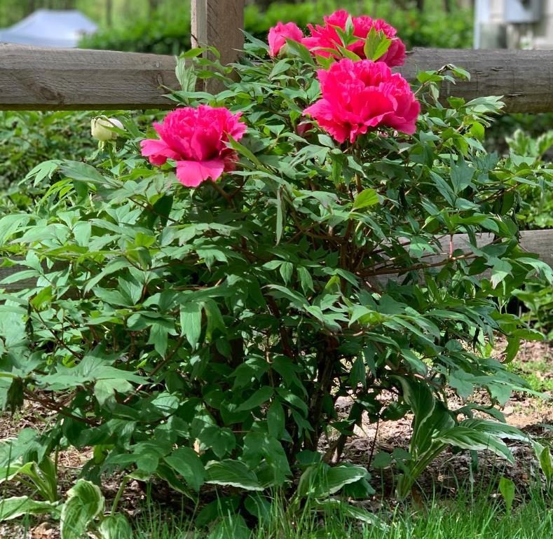 "Kao" large flower Japanese tree peony - Image 4