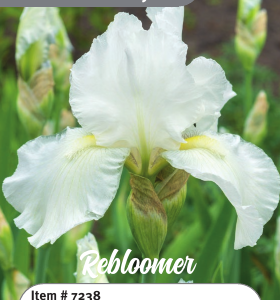 Immortality Rebloom Iris