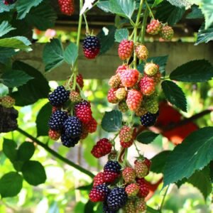 Himalayan blackberry plant invasive bush