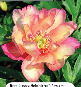 julia-rose-itoh-peony