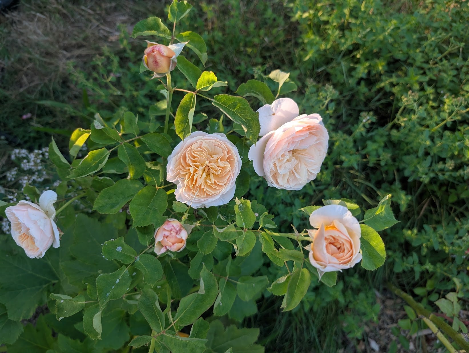 Jul (Ausjameson) English garden rose plant large flower bush - Image 5