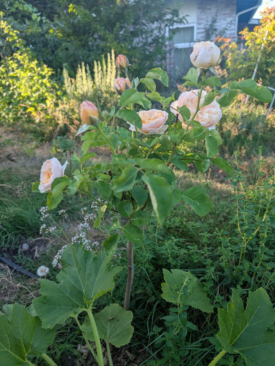 Jul (Ausjameson) English garden rose plant large flower bush - Image 6
