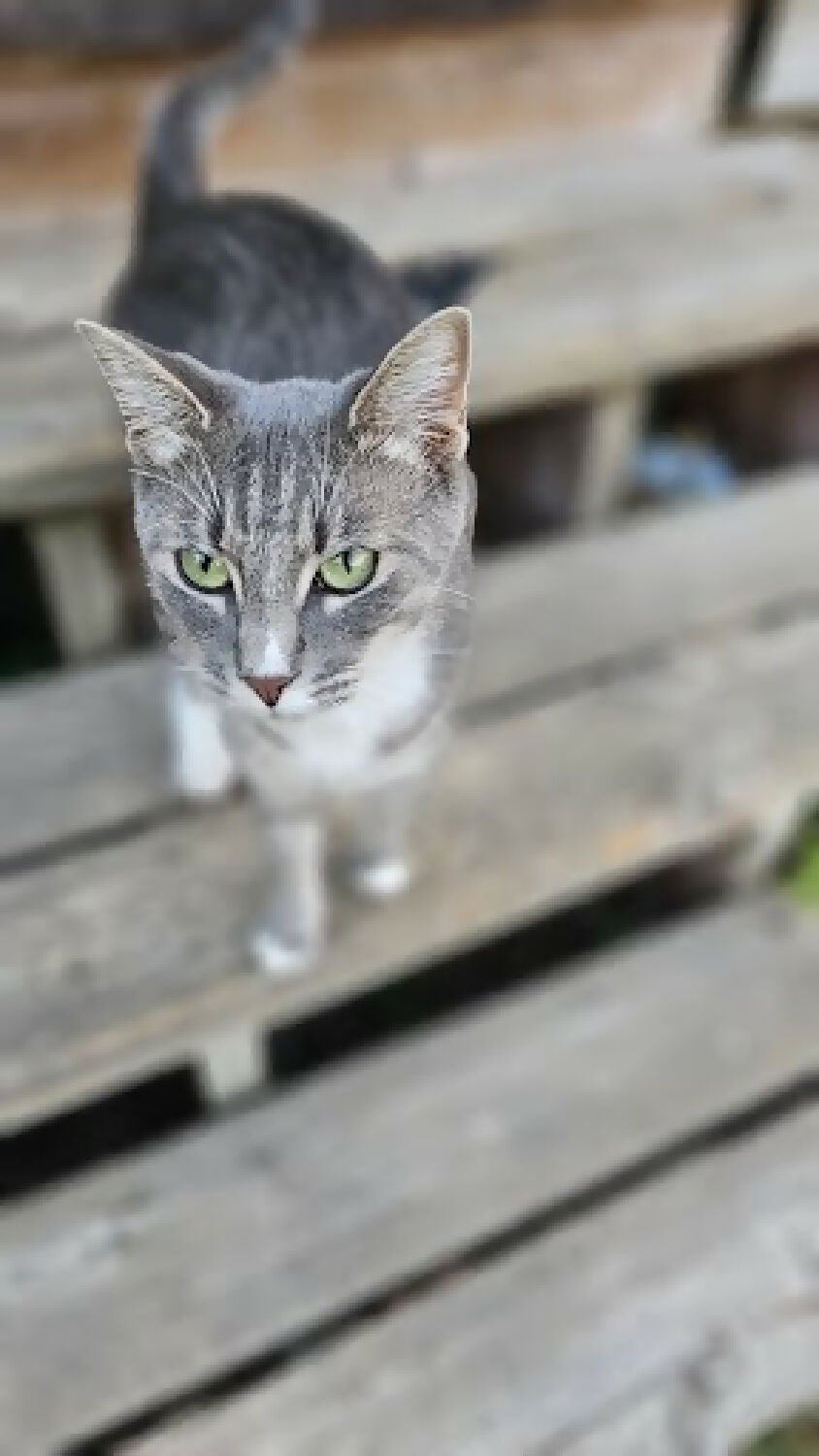 3-4 month old tabby kitten kitty cat - Image 2