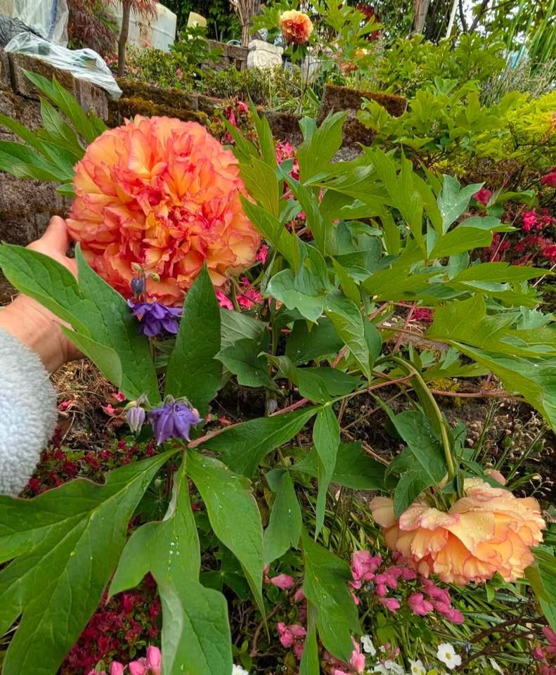 "Golden pavilion" large flower Japanese tree peony - Image 3