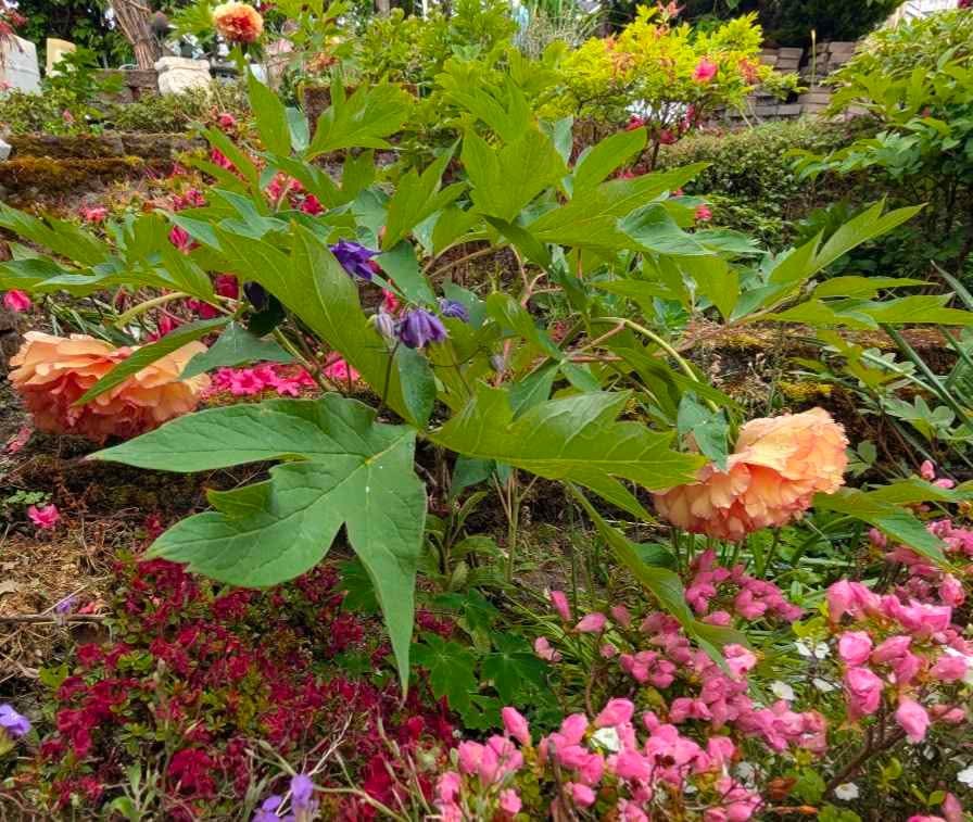 "Golden pavilion" large flower Japanese tree peony - Image 6