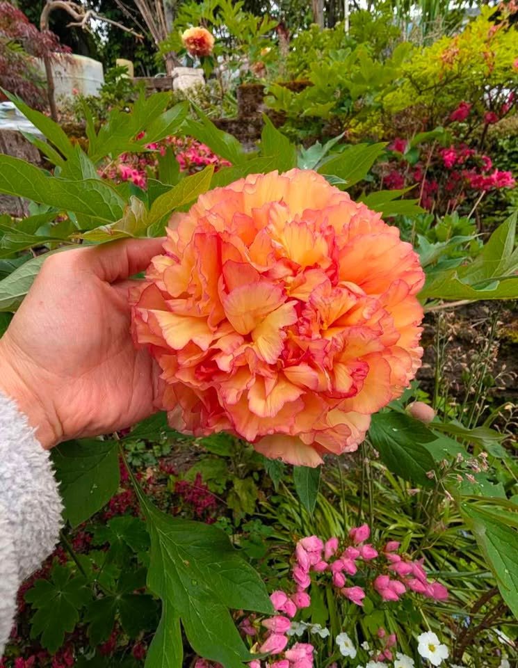 "Golden pavilion" large flower Japanese tree peony - Image 2