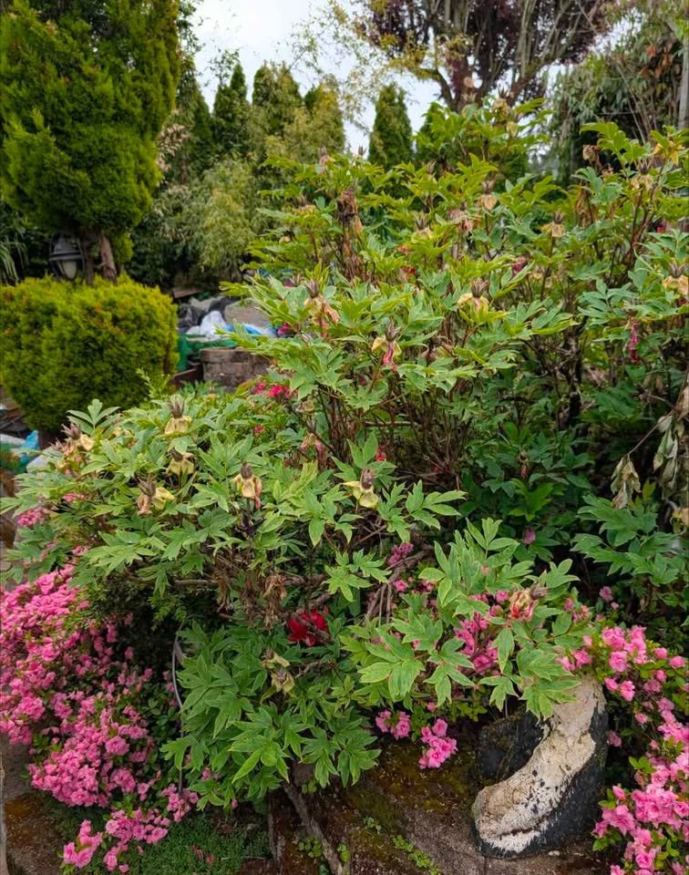 "Sweet Magic" large flower tree peony Preorder for fall 2026 - Image 8