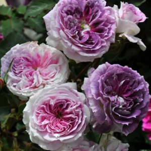 Kirke Japanese color changing garden rose plant flower bush shrub