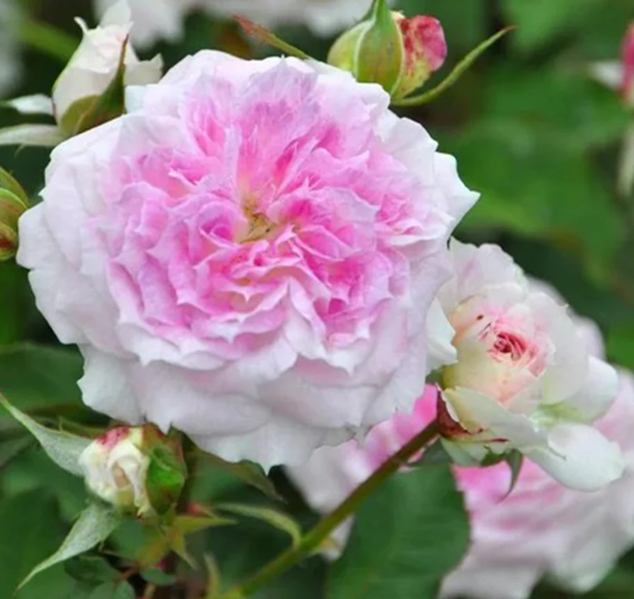 Kirke Japanese color changing garden rose plant flower bush shrub - Image 4