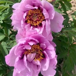 "Blue wild rose" large flower tree peony