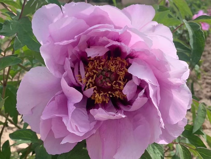 "Blue wild rose" large flower tree peony - Image 3