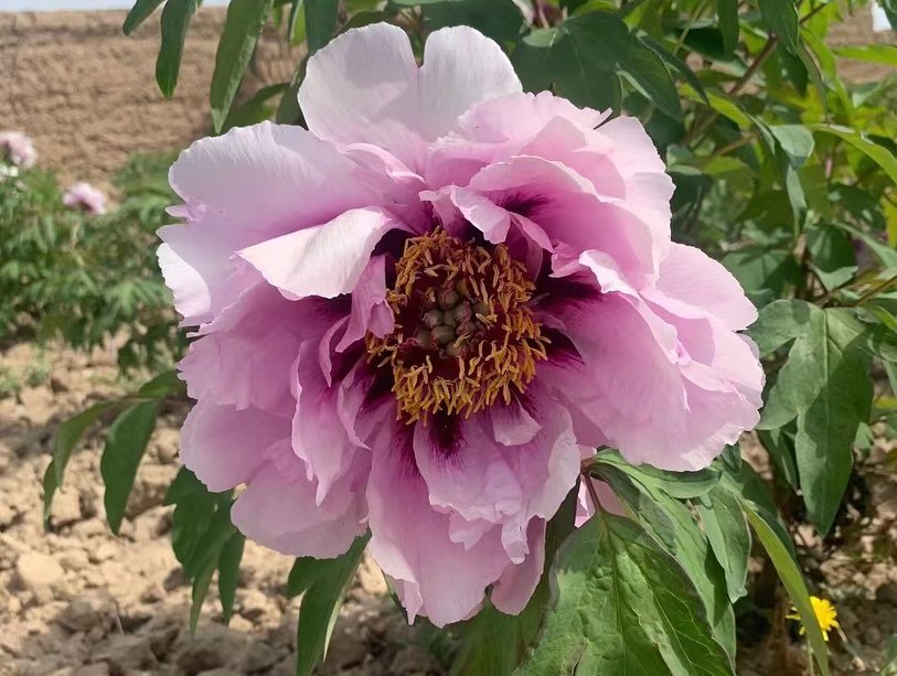"Blue wild rose" large flower tree peony - Image 2
