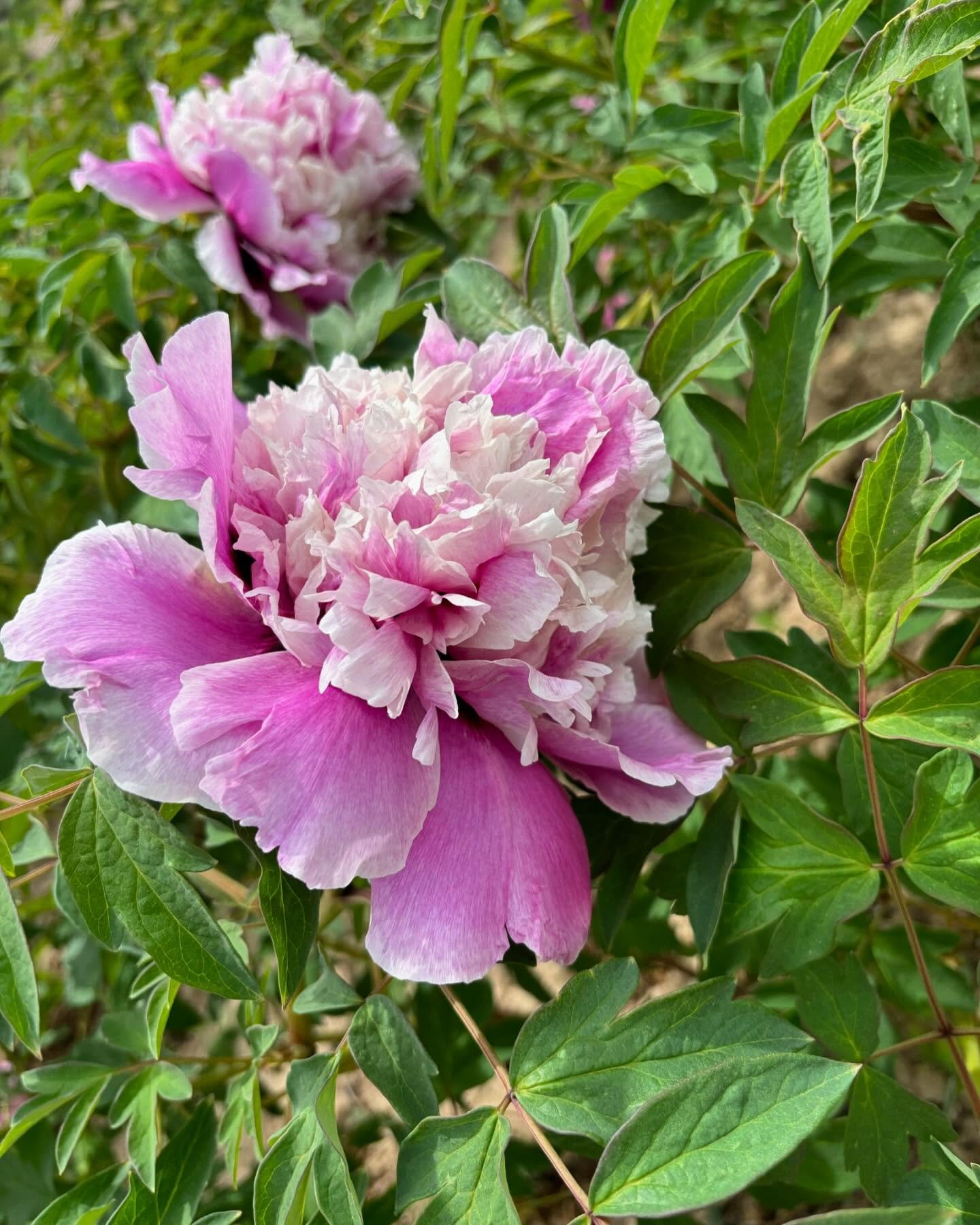 "Sapphire towers" large flower tree peony - Image 6