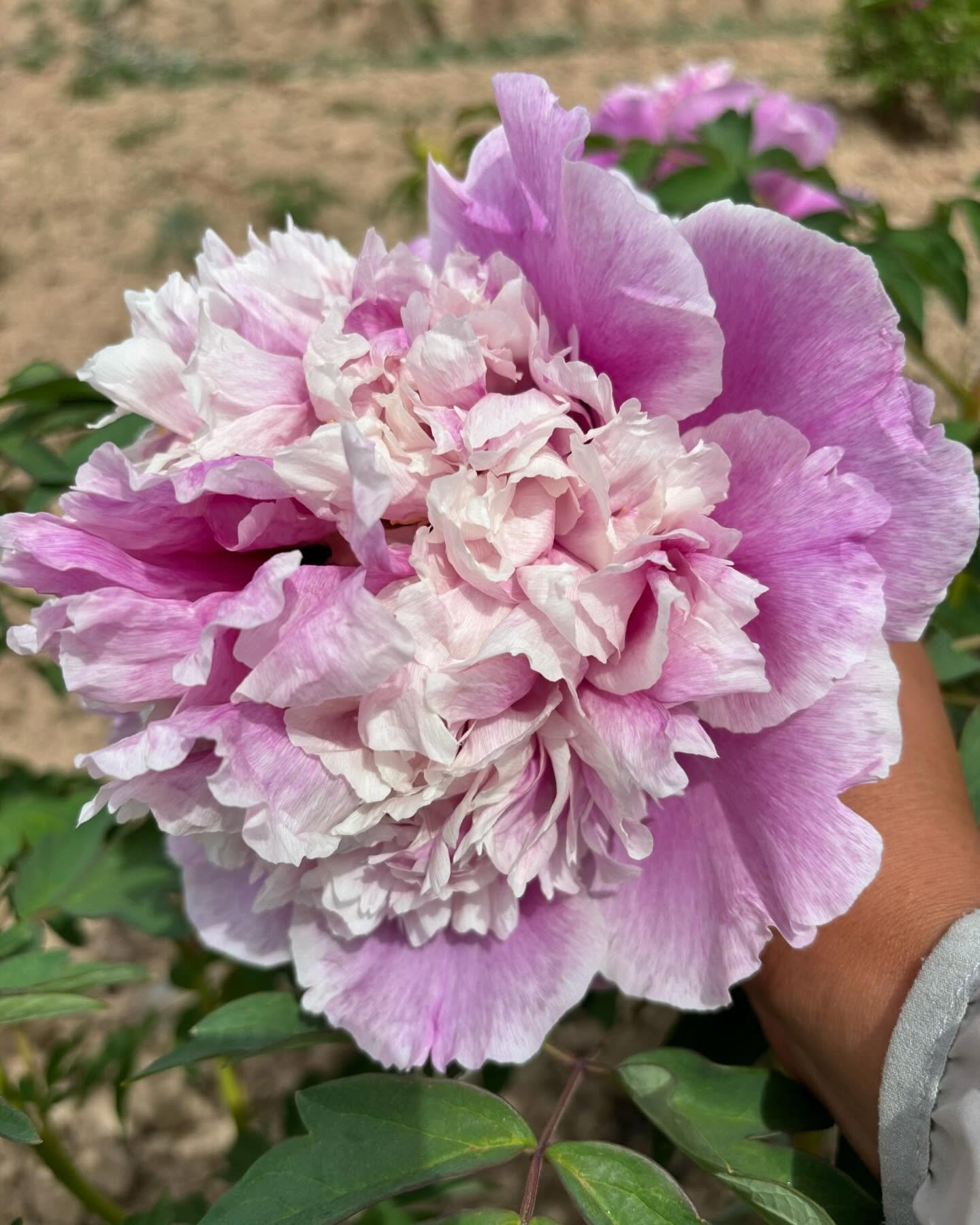 "Sapphire towers" large flower tree peony - Image 3