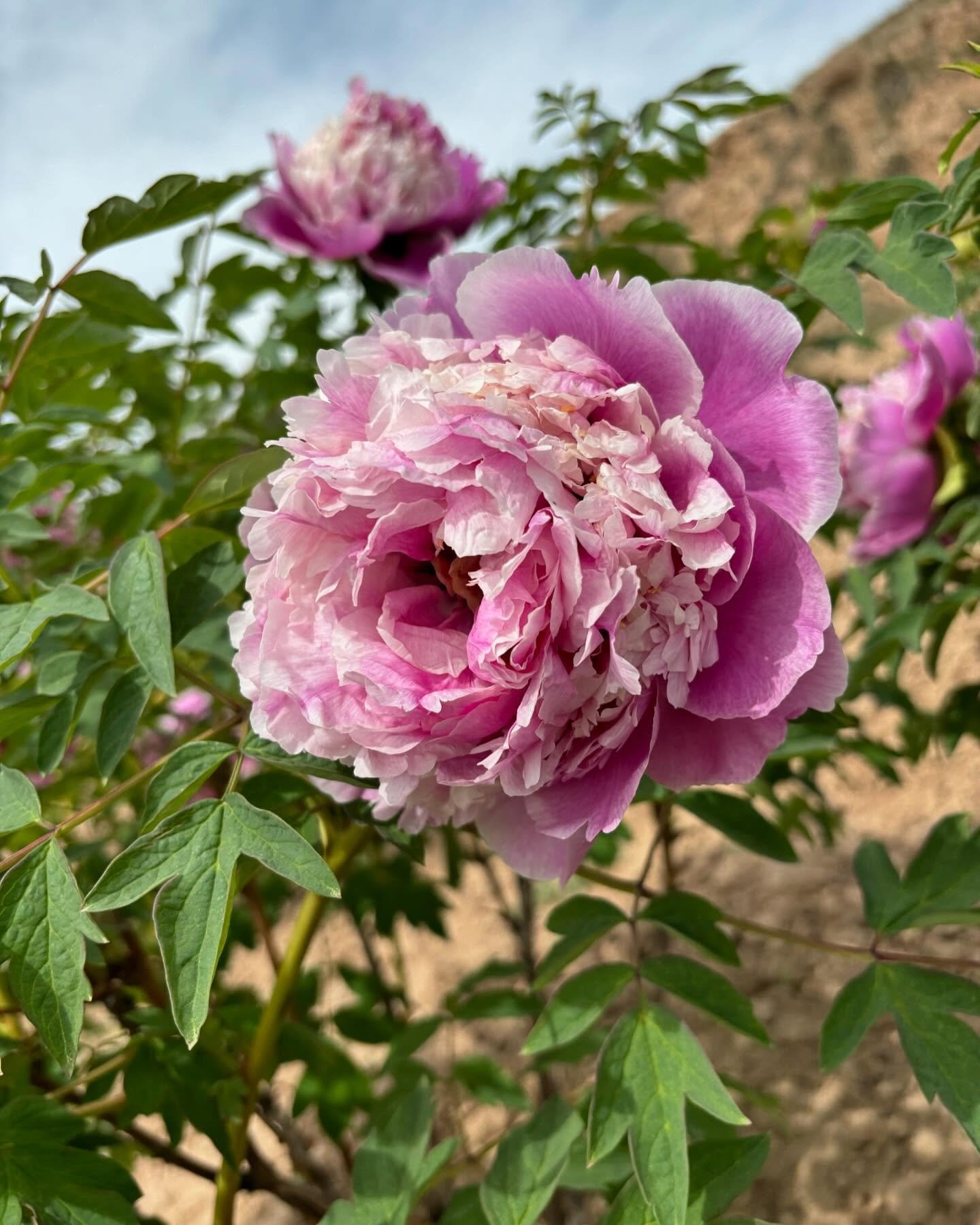 "Sapphire towers" large flower tree peony - Image 4