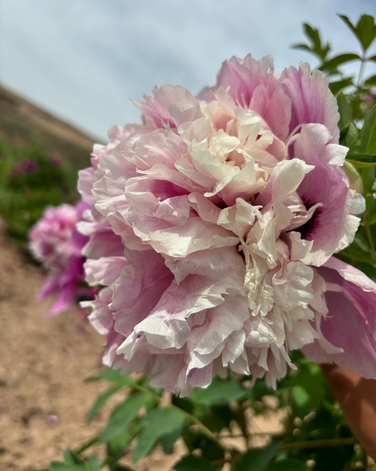 "Sapphire towers" large flower tree peony - Image 7