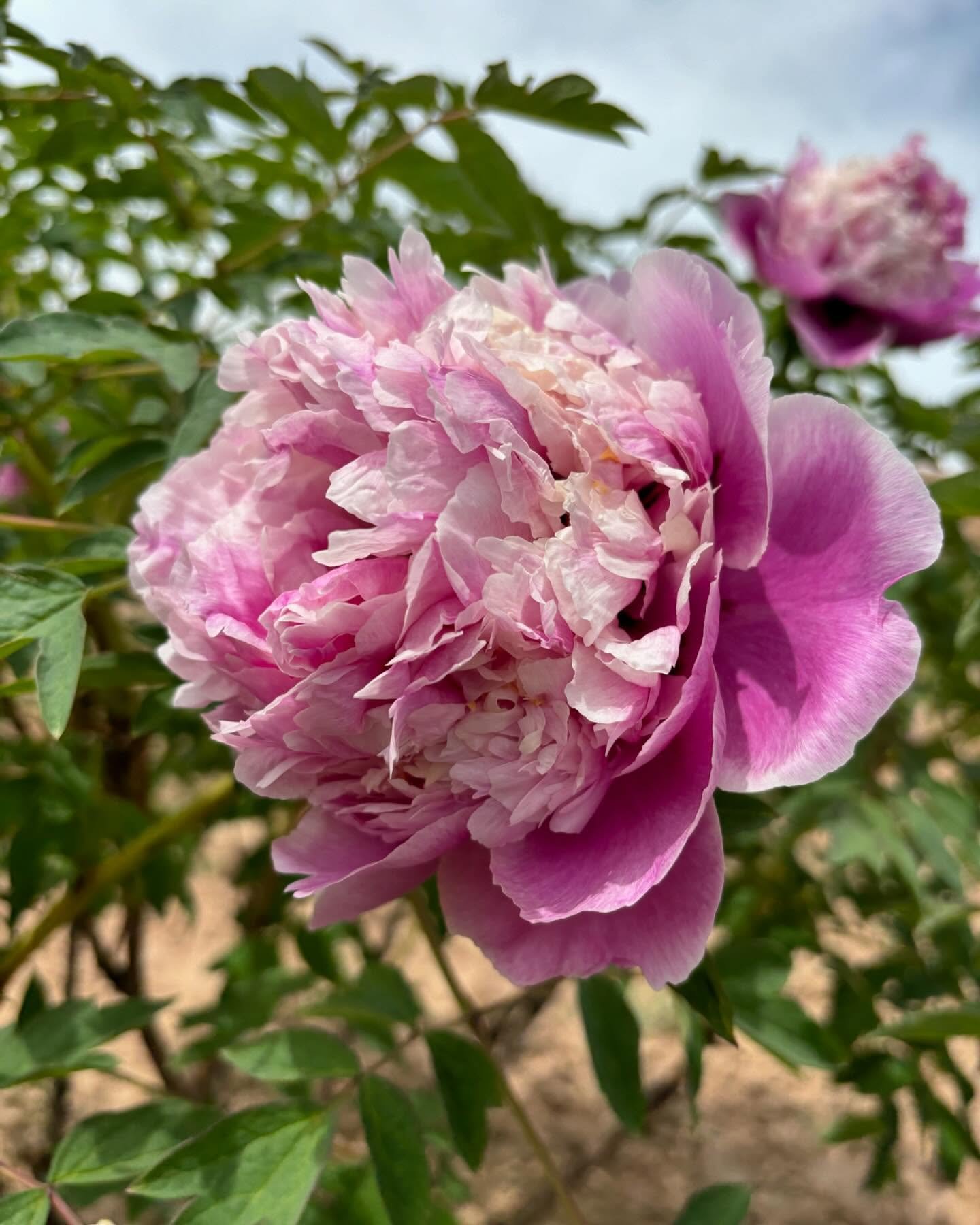 "Sapphire towers" large flower tree peony - Image 5