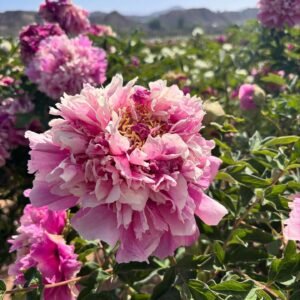 "Sapphire towers" large flower tree peony