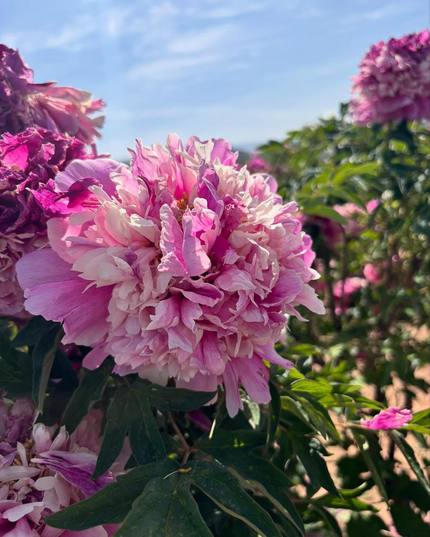 "Sapphire towers" large flower tree peony - Image 2