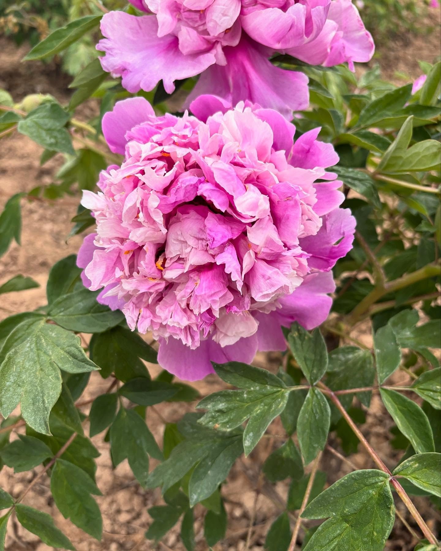 lantianpiaoyuntreepeonyphytu1_d0a2614b-c8ed-44a6-acf5-07b85af8b52b