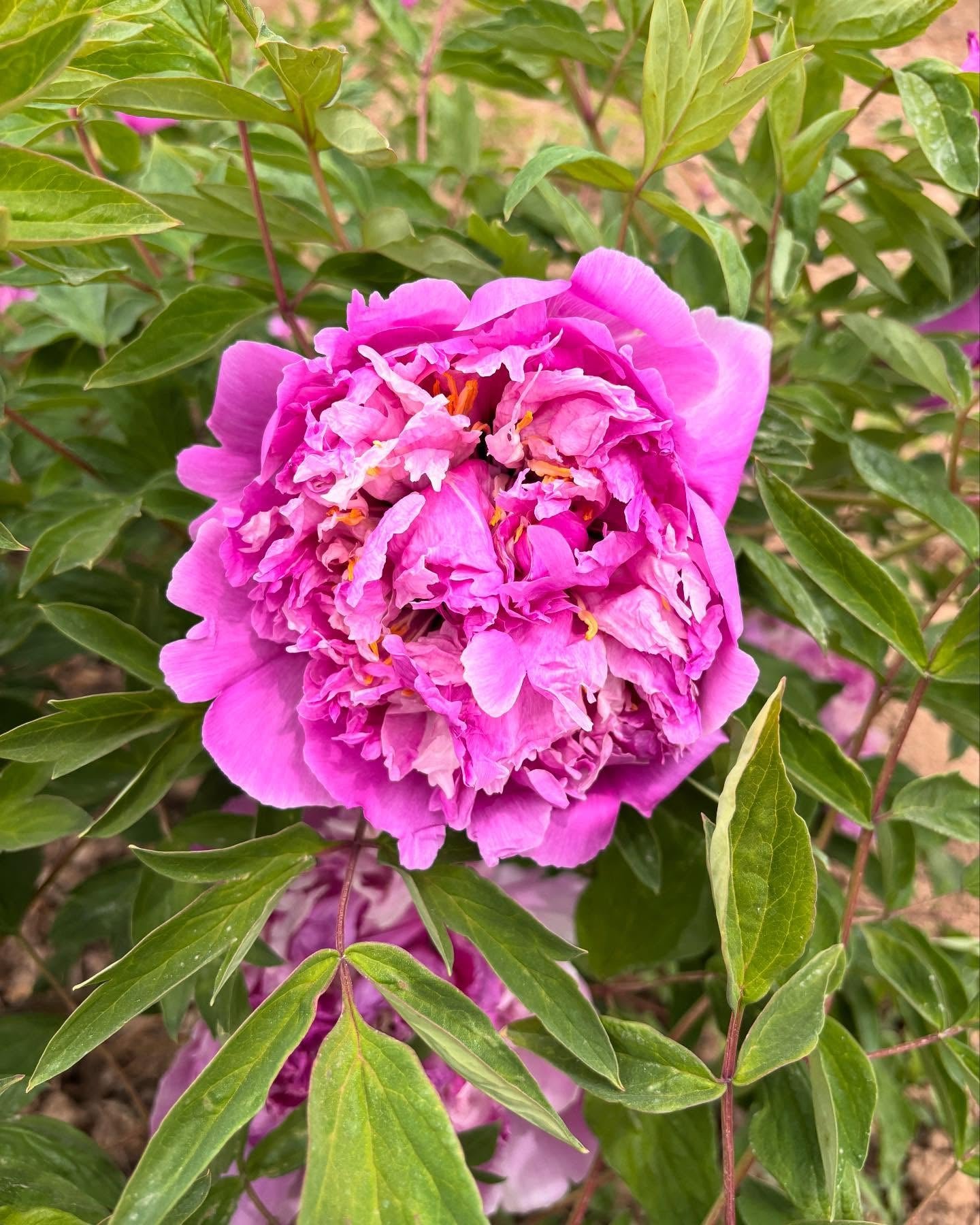“Blue sky floating clouds” large flower tree peony