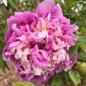 "Blue sky floating clouds" large flower tree peony