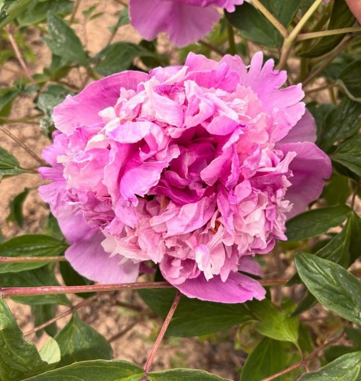 lantianpiaoyuntreepeonyphytu_c4ba62f7-fd2c-4b13-827d-dc908d7c51b7