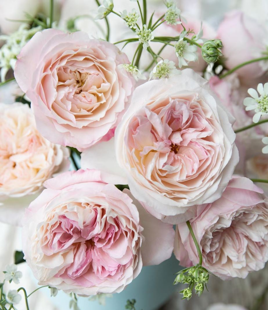 96 stems (8 dozens) of mixed David Austin Roses - Juliet (Ausjameson) Constance Keira Beatrice Miranda (Ausimmon) Edith Effie Eugenie Millicent Hettie etc - Image 8