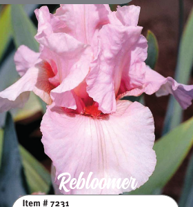 Lenora Pearl Rebloom Iris