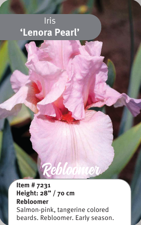 Lenora Pearl Rebloom Iris
