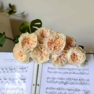 Wedding garden rose plant large flower bush deciduous shrub