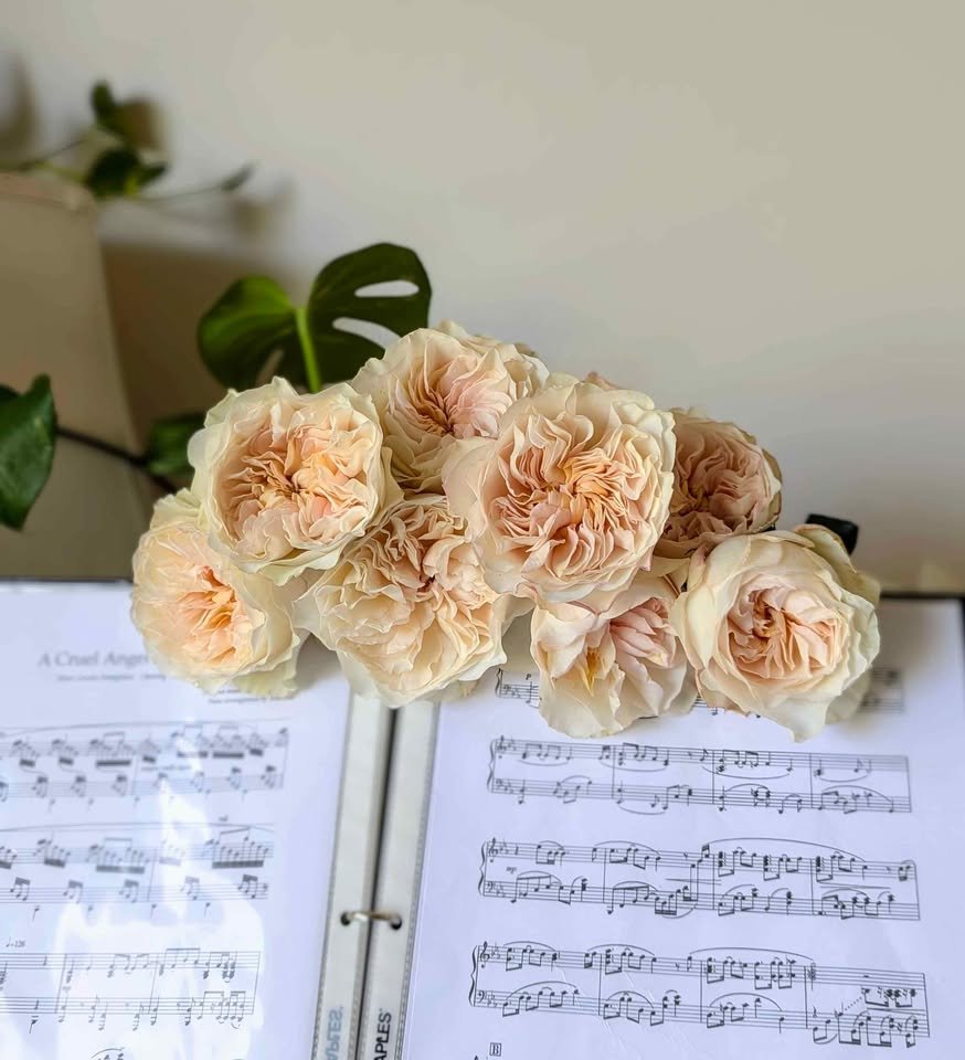 Wedding garden rose plant large flower bush deciduous shrub