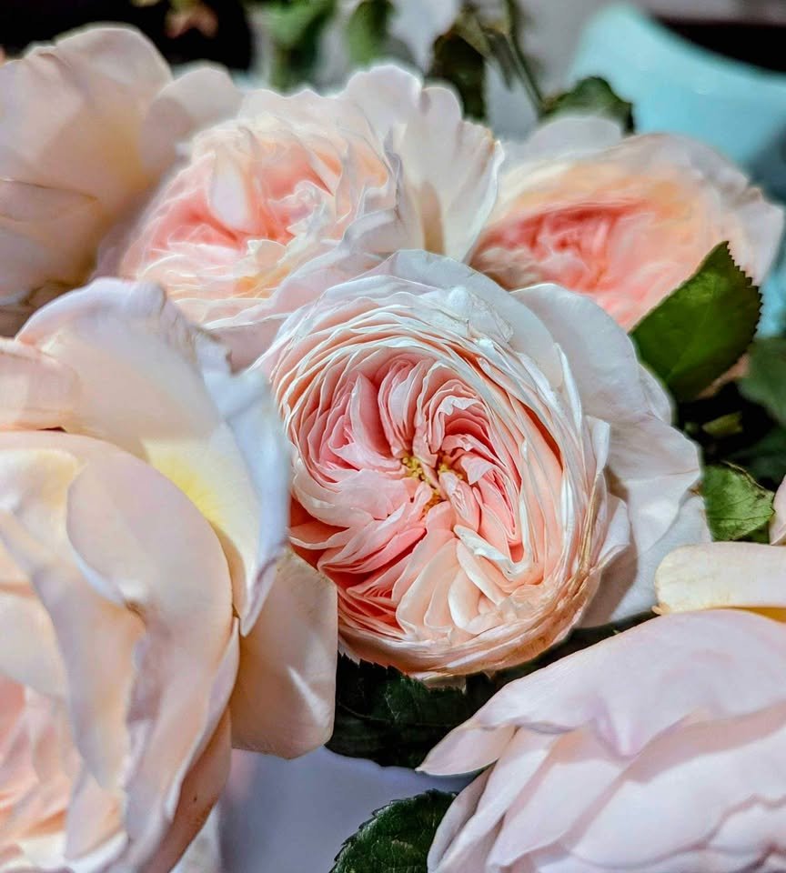 Ke wedding garden rose plant large flower bush deciduous shrub - Image 14
