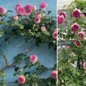 Silk Garment thornless climbing Luo Yi rose plant flower bush shrub