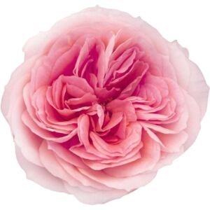 Mayra's Bridal Pink Garden Rose (12 Stems)