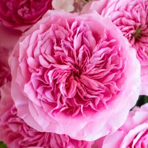 Millicent Garden Rose (12 Stems)