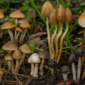 Free mixed fungi spore syringes