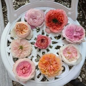 Japanese English French German Spanish garden rose plant large flower bush