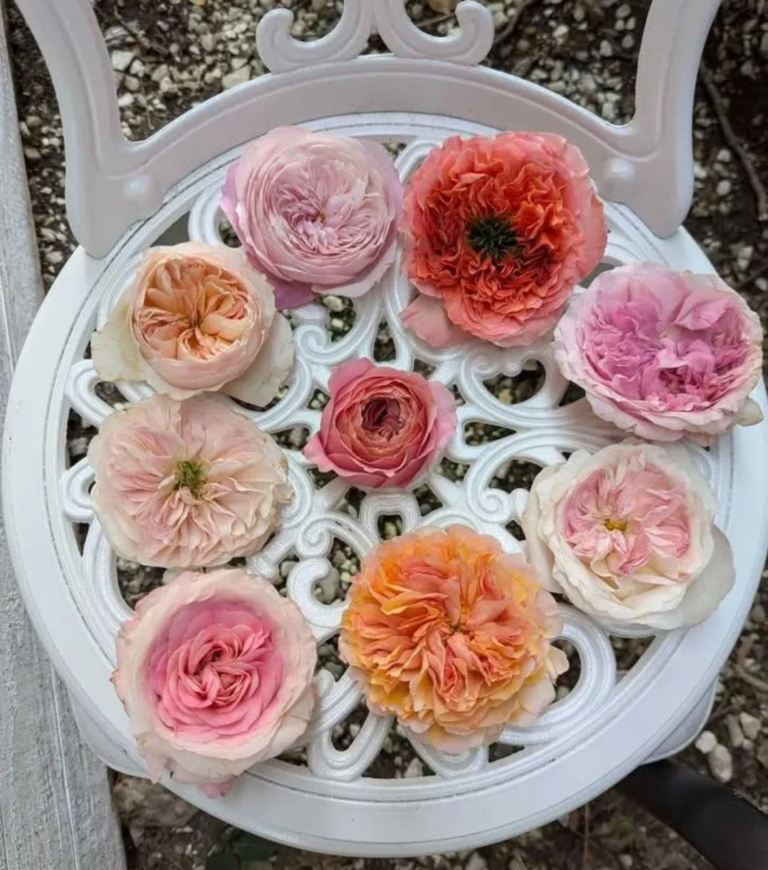 Ed wedding garden rose plant large flower bush deciduous shrub - Image 11