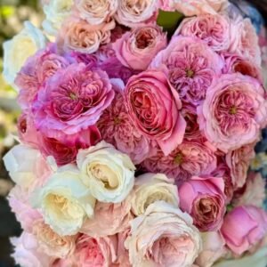 12 roses Miyabi deluxe, unique garden roses