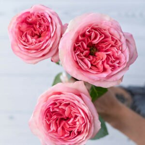 25 stems of Pink X-pression rose