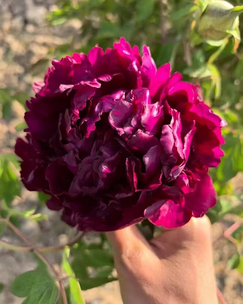 "Inky crown jade pearl" large flower tree peony - Image 4