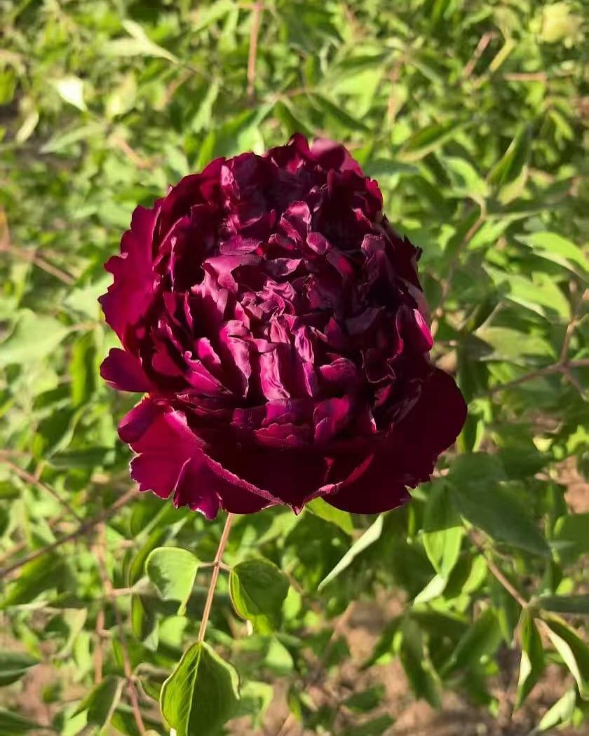 "Inky crown jade pearl" large flower tree peony - Image 2