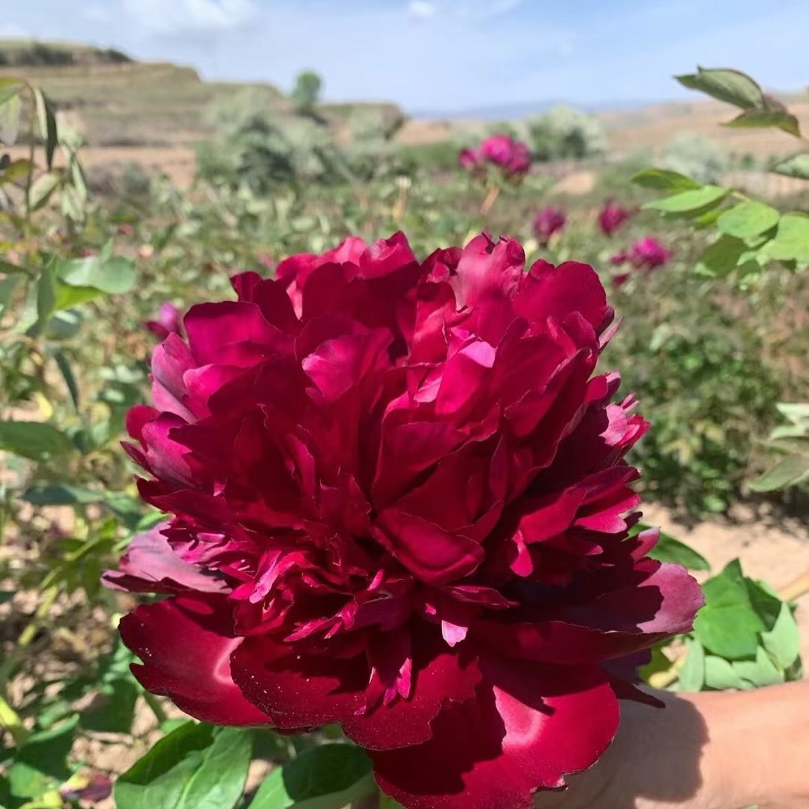 "Inky crown jade pearl" large flower tree peony - Image 3